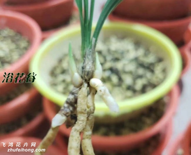 捂老苗