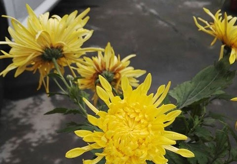 菊花