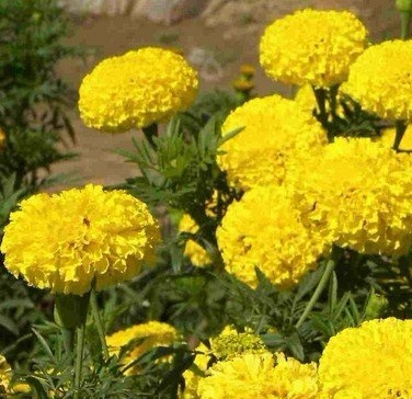 万寿菊栽培技术及应用
