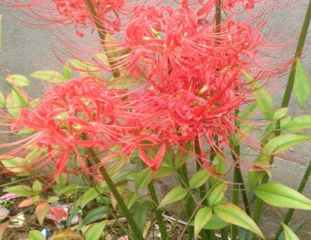 石蒜花可以养在家里吗