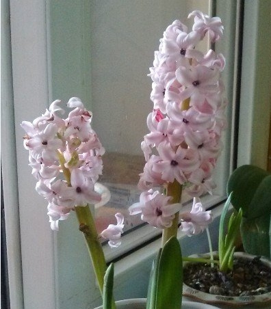 风信子开花后处理经验（可看花三年）