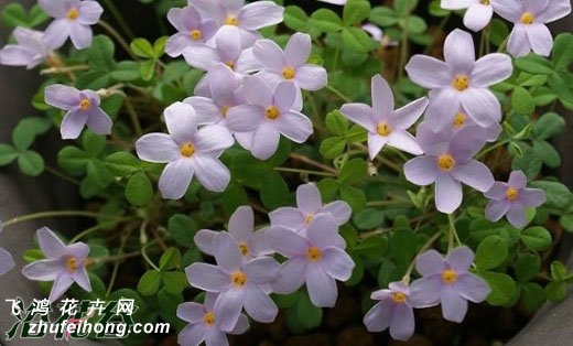 (Oxalis nidulans)ֲϣͼ