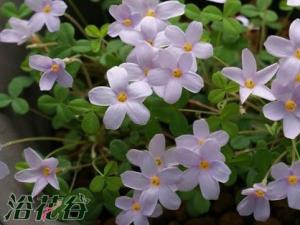 (Oxalis nidulans)ֲϣͼ