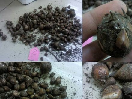 球根花卉有哪些类型