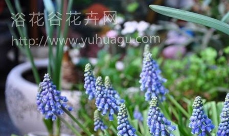 葡萄风信子的养殖方法(图文教程)
