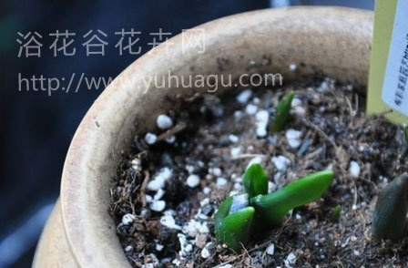 葡萄风信子的养殖方法(图文教程)