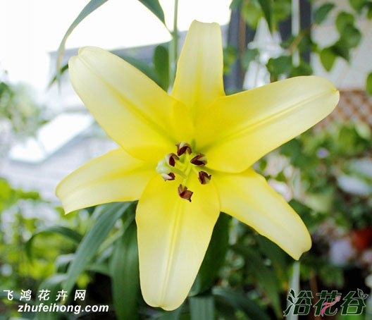 百合花的品种(扫盲)