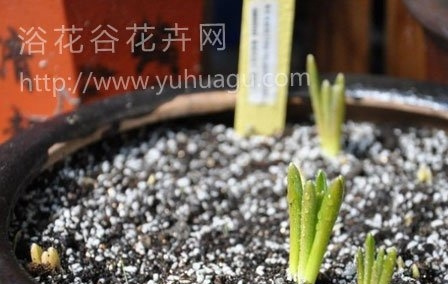 葡萄风信子的养殖方法(图文教程)