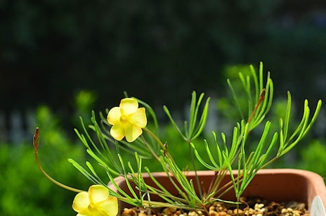 酢浆草种植深度和覆土问题