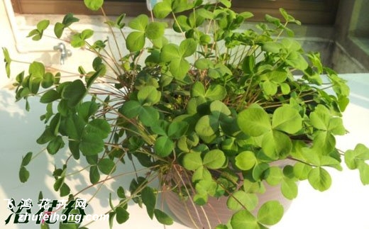 (Oxalis nidulans)ֲϣͼ