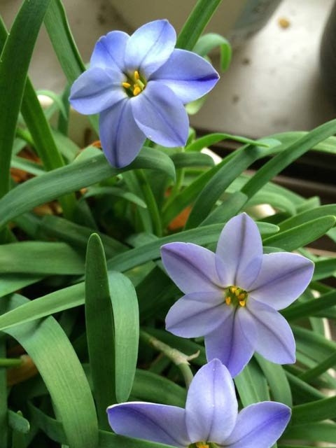 ��������ֲ(�ĵð棩