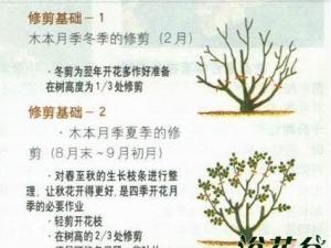 月季一年需要修剪几次(图)