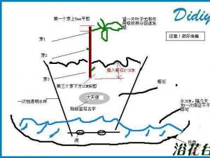撞墙2.0月季扦插法(图解)
