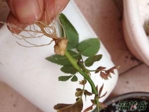 月季水扦插是花友们繁殖月季比较常用的方法