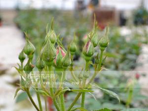 月季花苞该不该疏蕾(图)