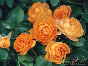 月季施什么肥(两种方案)？月季花卉养殖新手必读