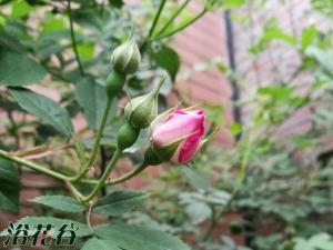 月季好养吗（轻松入门）