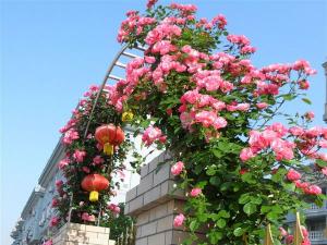 藤本月季三季开花的秘诀