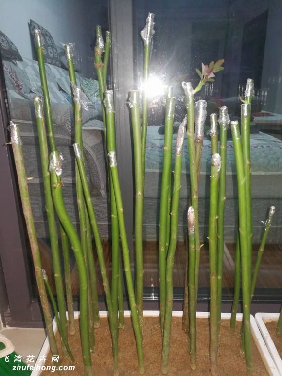 无刺蔷薇扦插