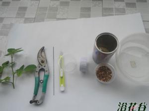浅谈我的月季扦插法