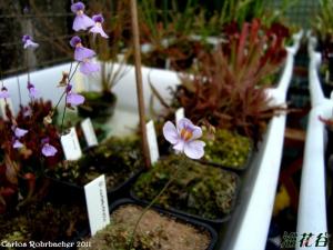 ŮUtricularia parthenopipes һС½ʳֲ