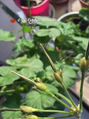 天竺葵授粉结种子过程图