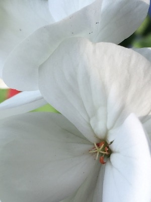 天竺葵授粉结种子过程图