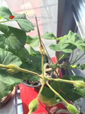 天竺葵授粉结种子过程图