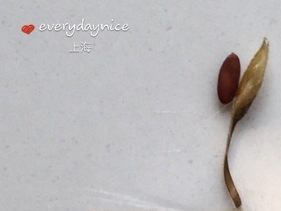 天竺葵授粉结种子过程图