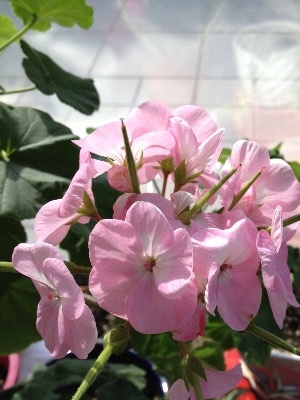 天竺葵授粉结种子过程图