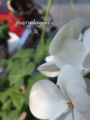 天竺葵授粉结种子过程图