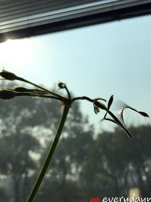 天竺葵授粉结种子过程图