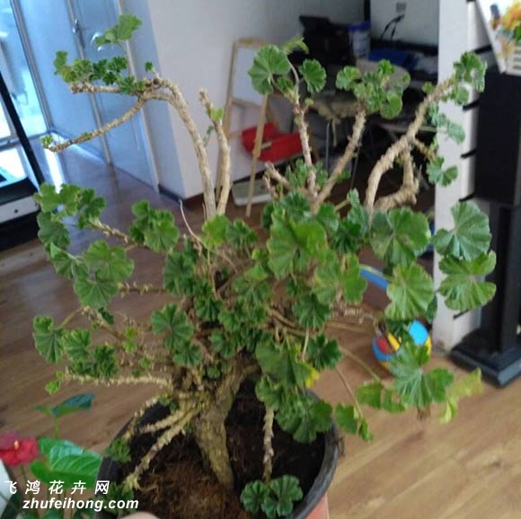 天竺葵老桩