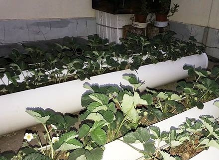 盆栽草莓需要肥吗附施肥方法