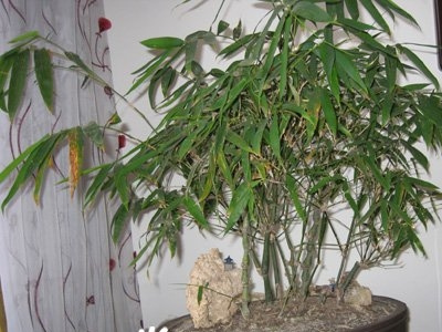 佛肚竹盆景的养护注意事项