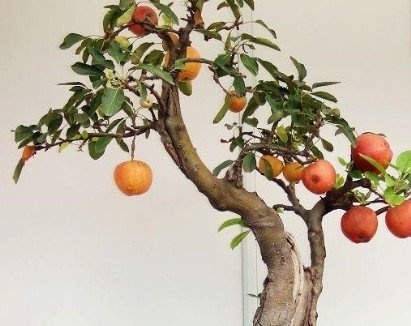 冬红果盆景栽培造型技术