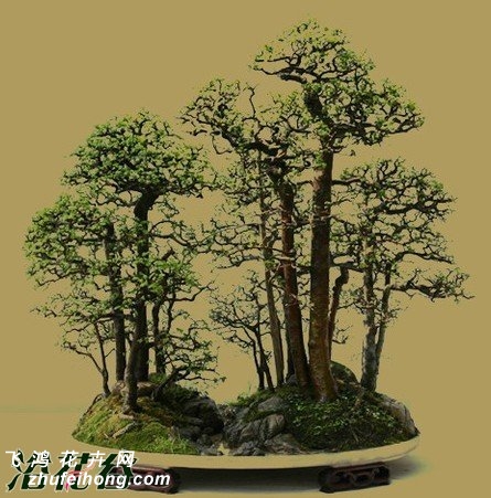 榔榆盆景的病害防治技术