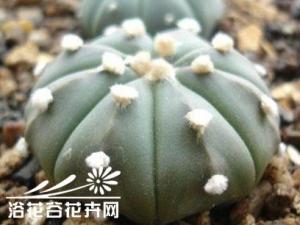 关于兜的品质鉴别方法