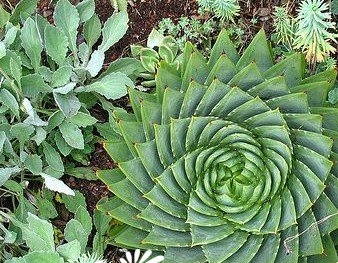 多肉植物之所罗门芦荟