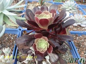 紫羊绒景天科莲花掌属多肉植物