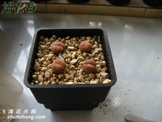 生石花用什么土