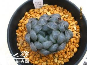 ��¶���峣����Ʒ�ֽ���