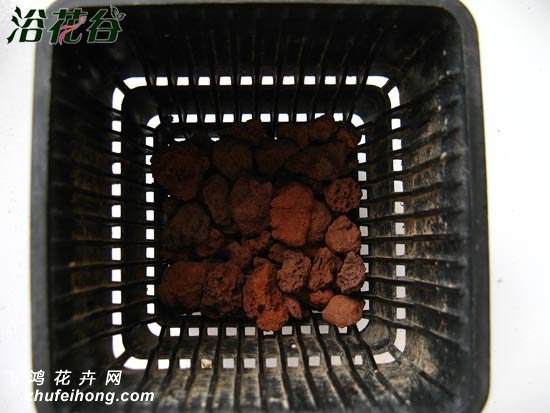 生石花用什么土
