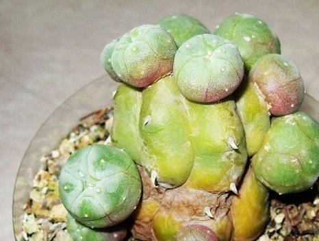 浅谈乌羽玉属植物的生长特点