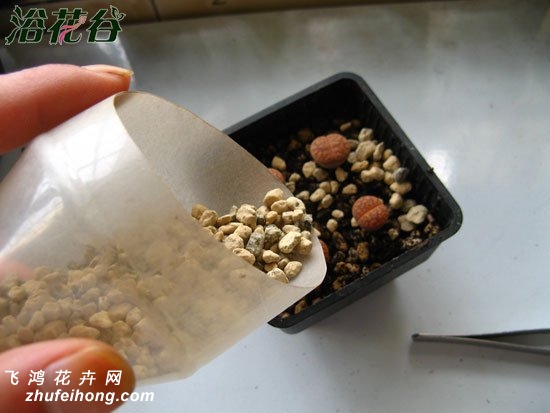 生石花用什么土