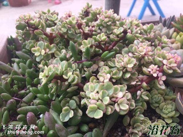 多肉叶子一碰就掉下来
