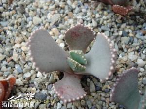 天女云(Aloinopsis malherbei)的养殖方法
