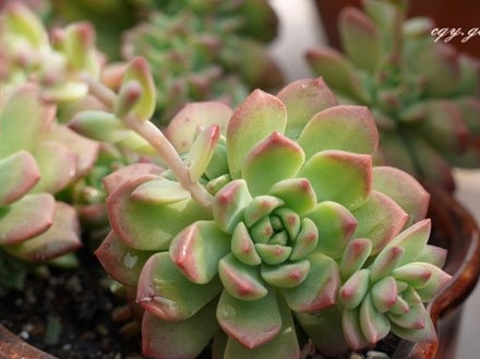 多肉植物养护宝典(小总结版)
