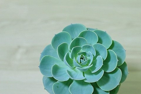 拟石莲花属养护环境的渐变处理