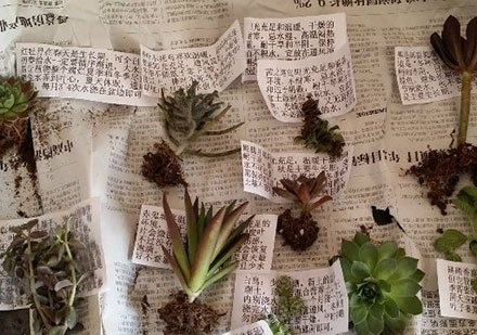 买的多肉要洗根吗